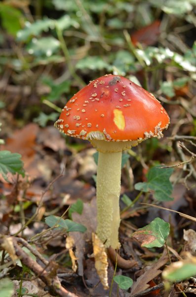 Amanite sur le chemin vers l’étang de Morches. Octobre 2019. Philippe Vander Linden